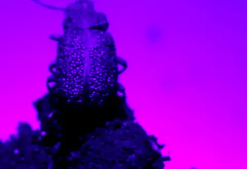 Extra Life (And Decay), dir. Stéphanie Lagarde- a close-up of an insect in front of a bright fuschia background
